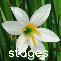 stages